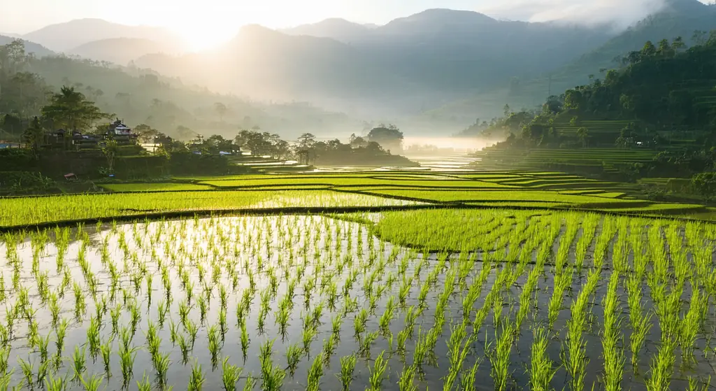 Flooded rice terraces at dawn, young seedlings in rows breaking a mirror of water, mist filling the valley behind.